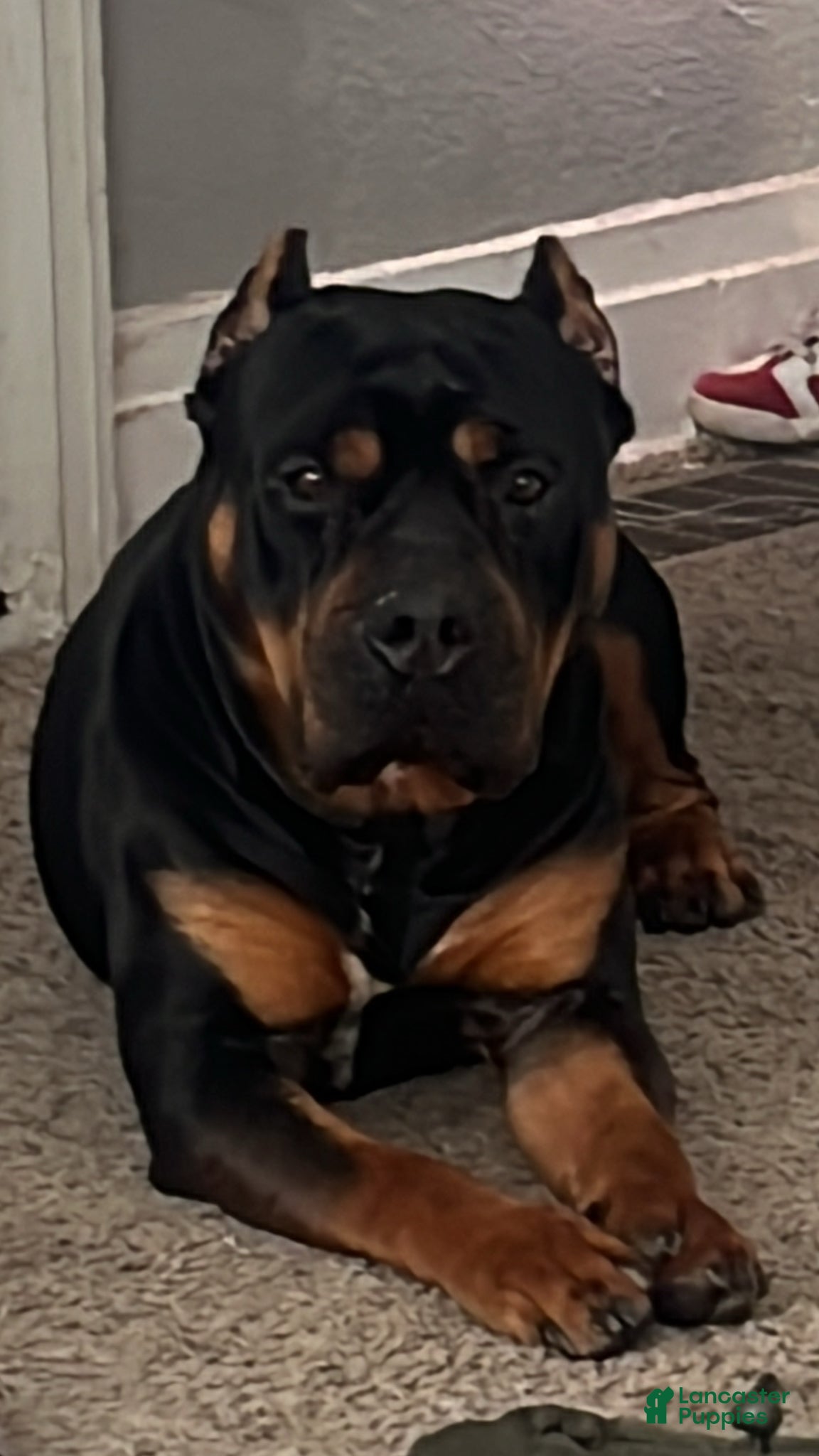 American Bully dogs Mommy 💋 - Ad 2