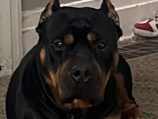 American Bully dogs Mommy 💋 - Ad 2