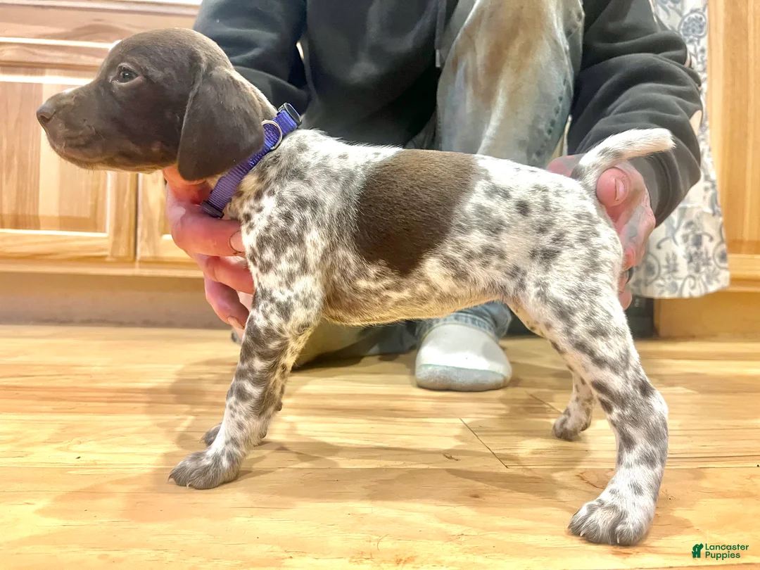German Shorthaired Pointer dogs for sale: Martha Mae - Ad 2