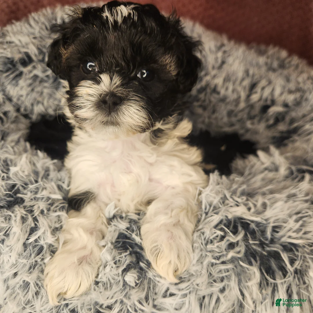 Shihpoo dogs for sale: Shihpoo 5 - Ad 2