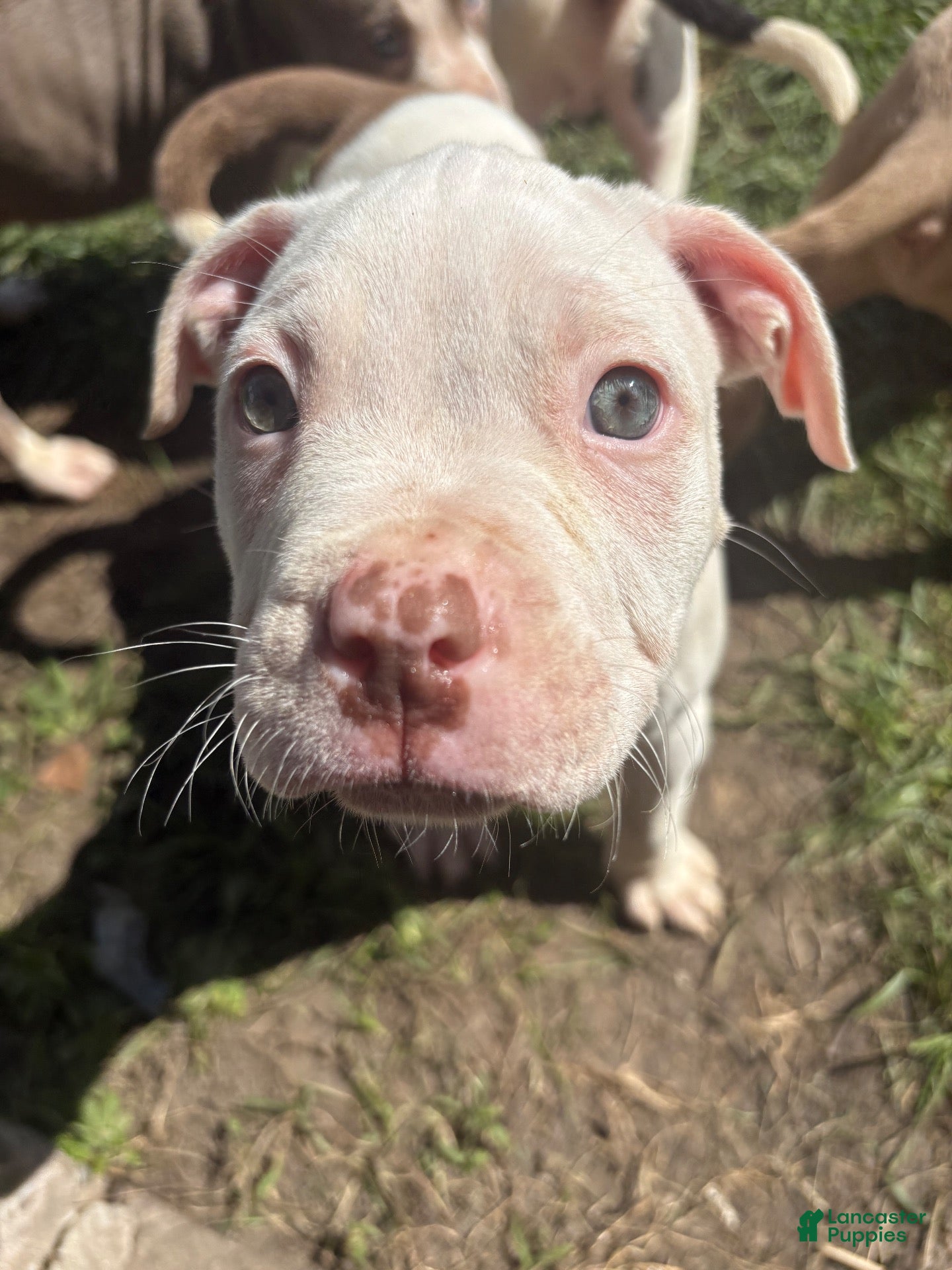 Mixed Breed dogs Benji - Male - Ad 35