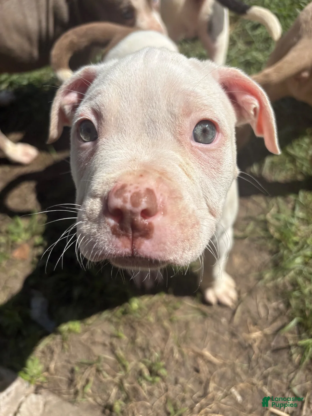 Mixed Breed dogs for sale: Benji - Male - Ad 1