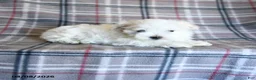 Maltese dogs for sale: Sasha - Ad 5
