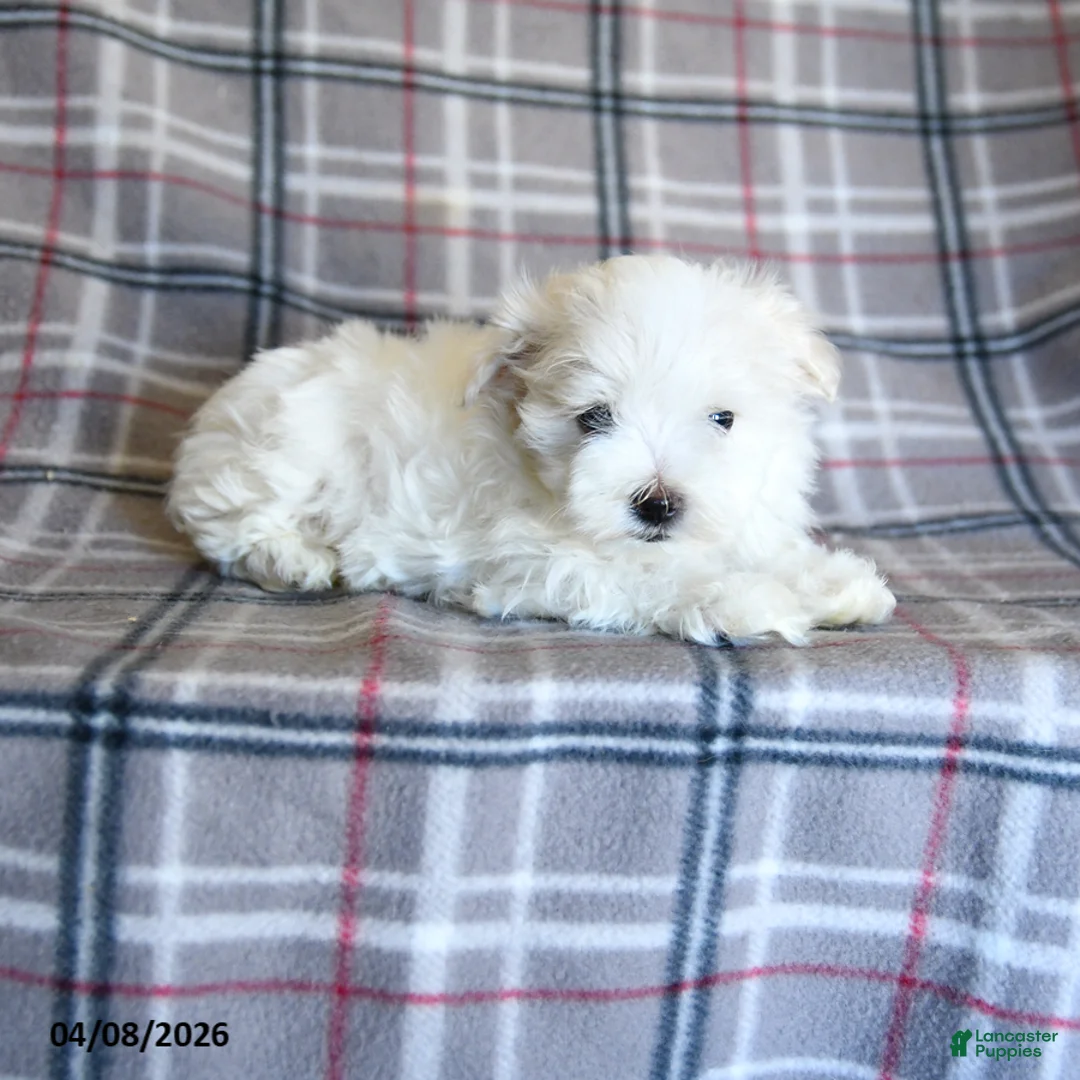 Maltese dogs for sale: Sasha - Ad 5