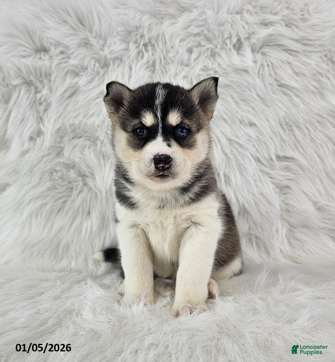 Pomsky dogs Rory - Ad 38