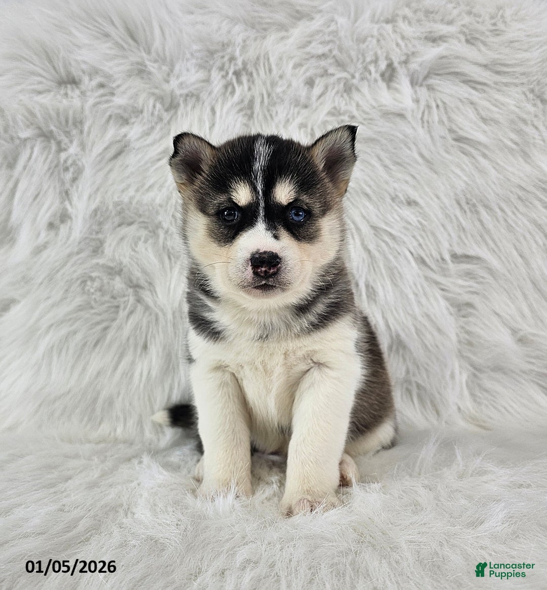 Pomsky dogs for sale: Rory - Ad 1
