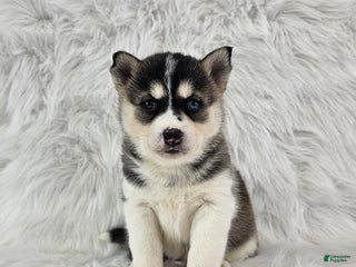 Pomsky dogs Rory - Ad 38