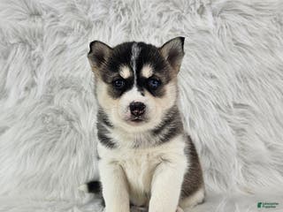 Pomsky dogs Rory - Ad 39