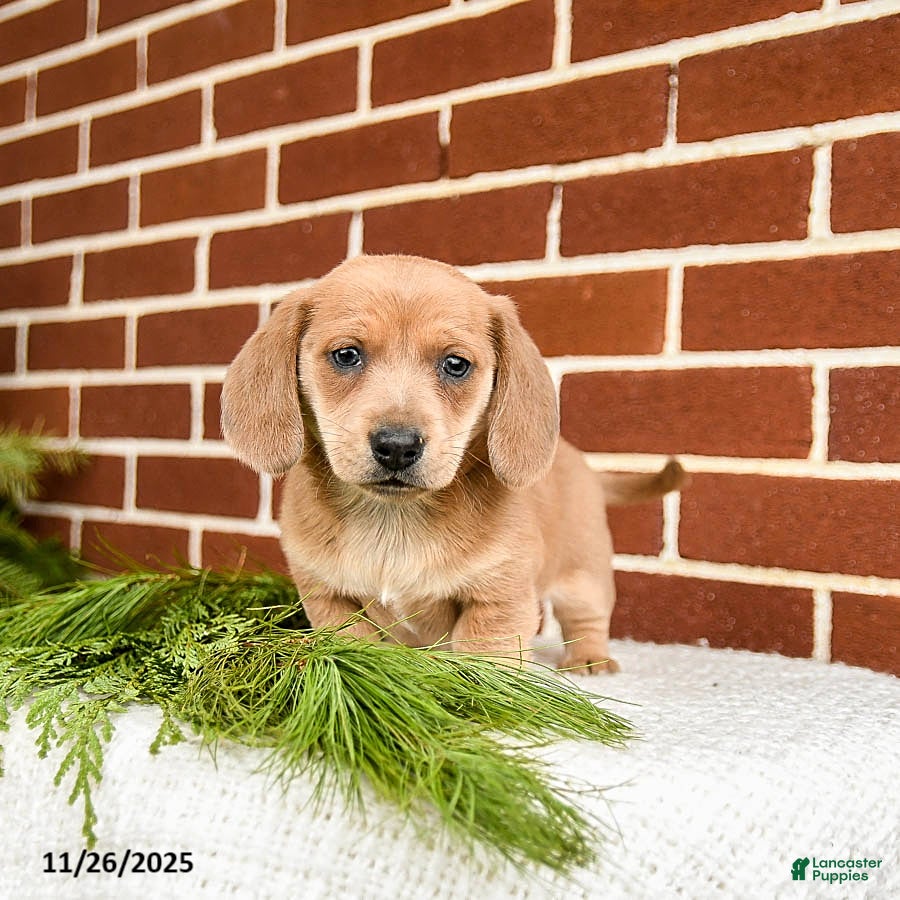 Miniature Dachshund dogs Blaze - Ad 30