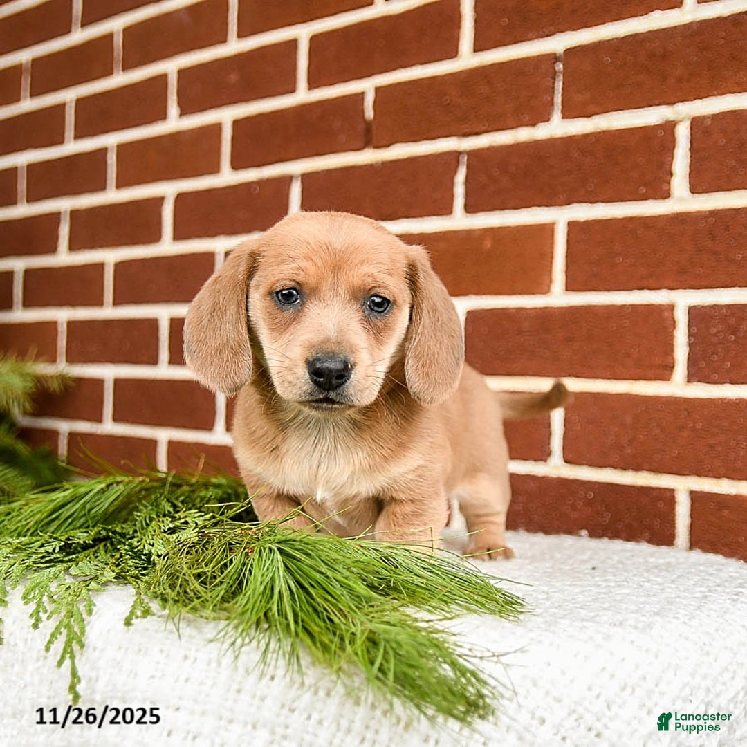 Miniature Dachshund dogs for sale: Blaze - Ad 1