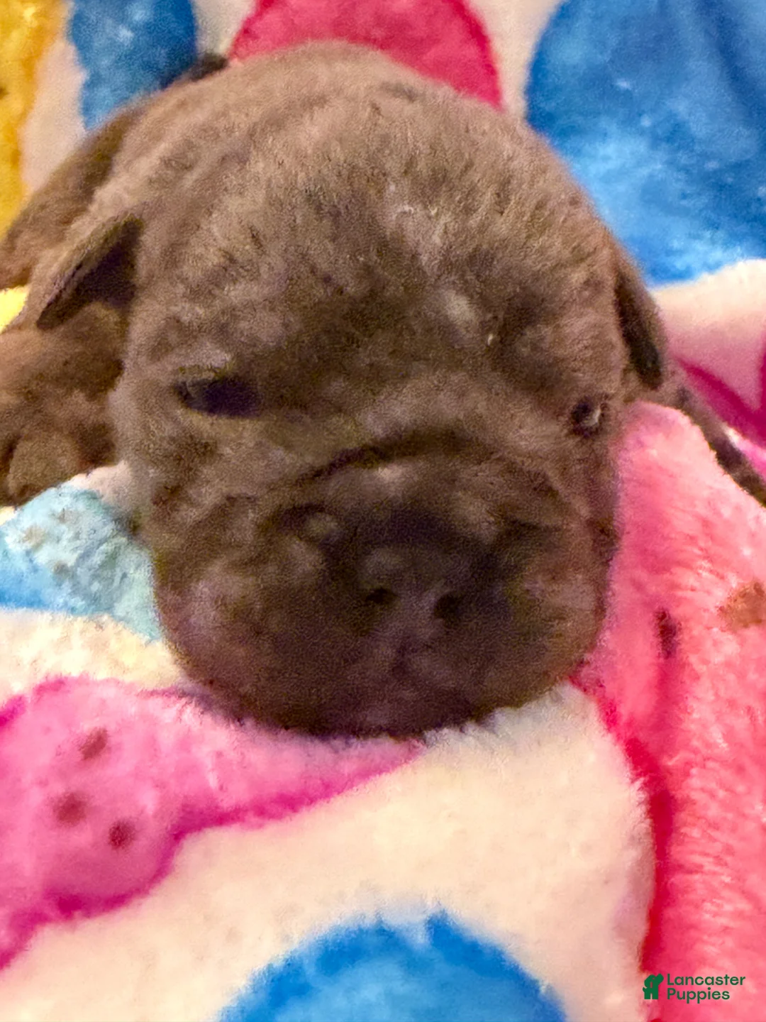 English Bulldog dogs for sale: English Bulldog Puppy 2 - Ad 1