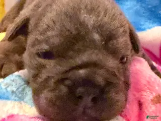 English Bulldog dogs English Bulldog Puppy 2 - Ad 37