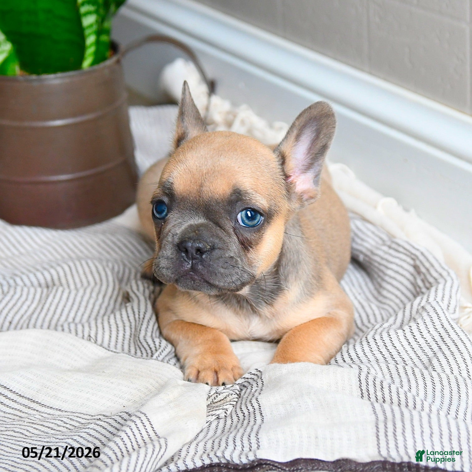 French Bulldog dogs Lacey - Ad 2