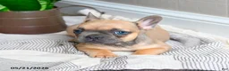 French Bulldog dogs for sale: Lacey - Ad 2