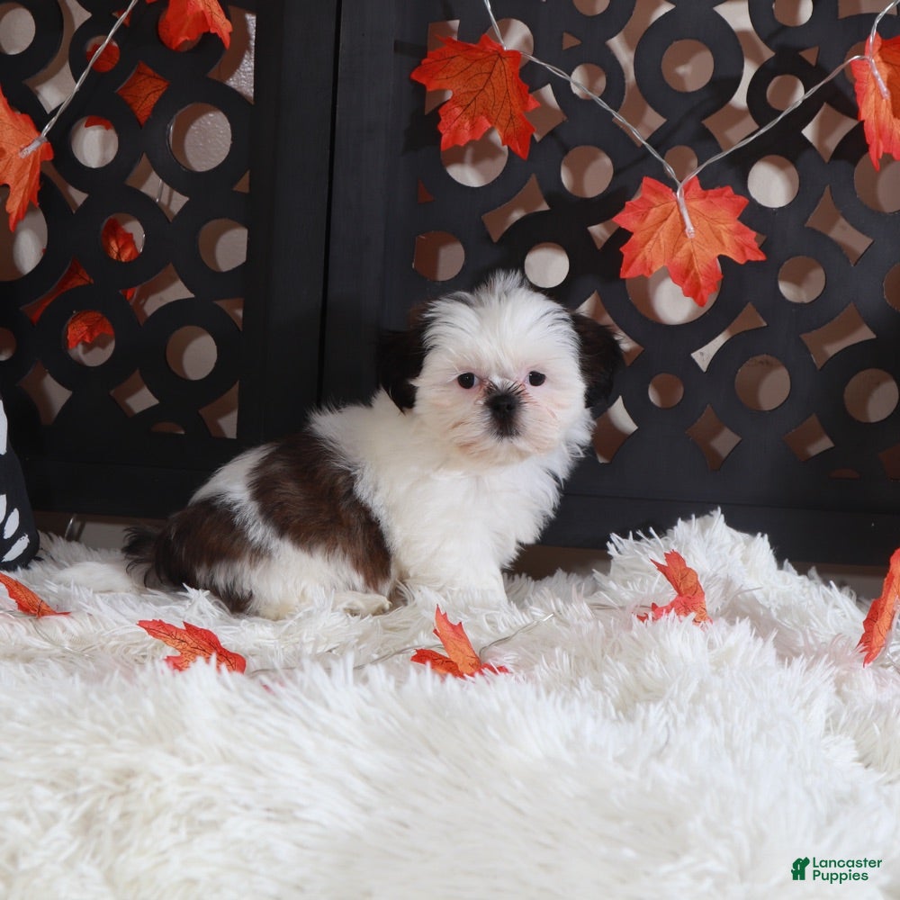 Shih Tzu dogs Peaches - Ad 17
