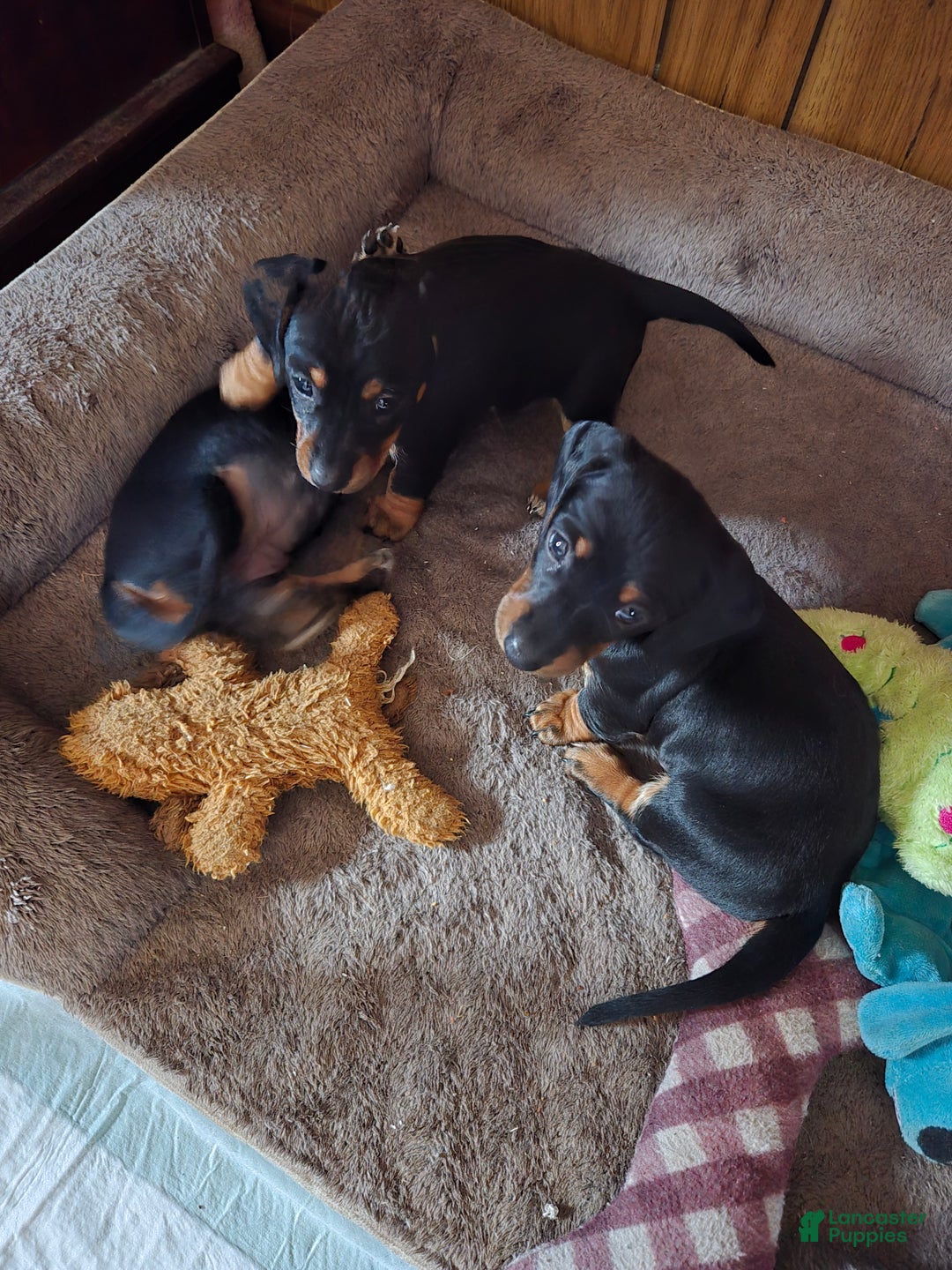 Dachshund dogs for sale: Dachshund Puppy 7 - Ad 6