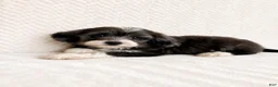 Mini Aussiedoodle dogs for sale: Avery - Ad 2