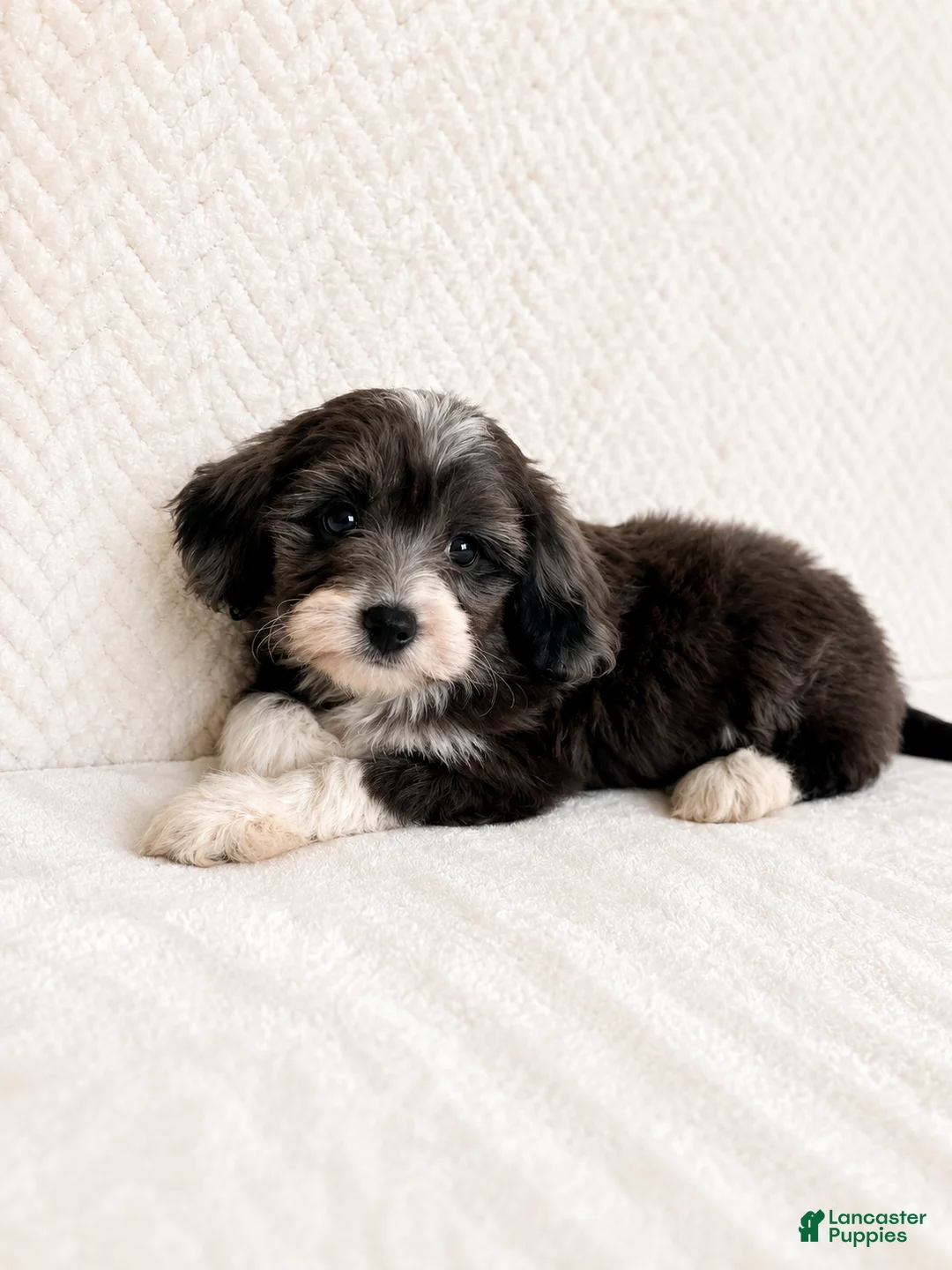 Mini Aussiedoodle dogs for sale: Avery - Ad 2