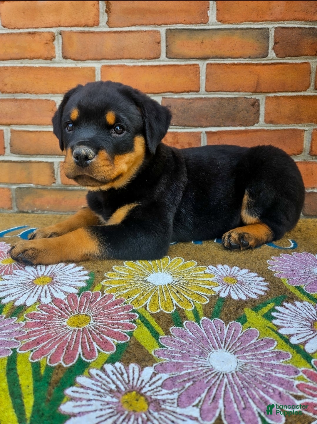 Rottweiler dogs Billy - Ad 2