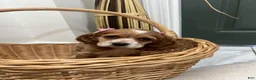 Cocker Spaniel dogs for sale: 💗🌸✨  Aurora ✨🌸💗 - Ad 7