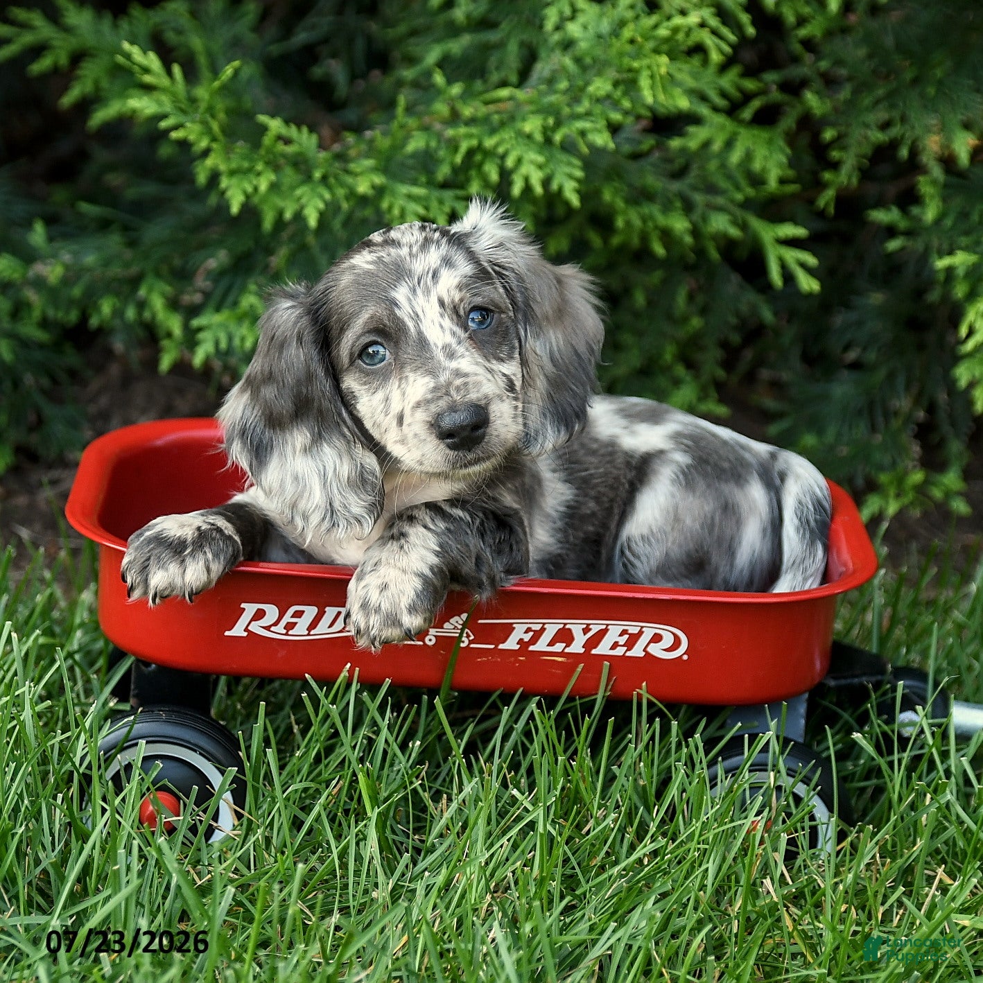 Miniature Dachshund dogs Harbor - Ad 1