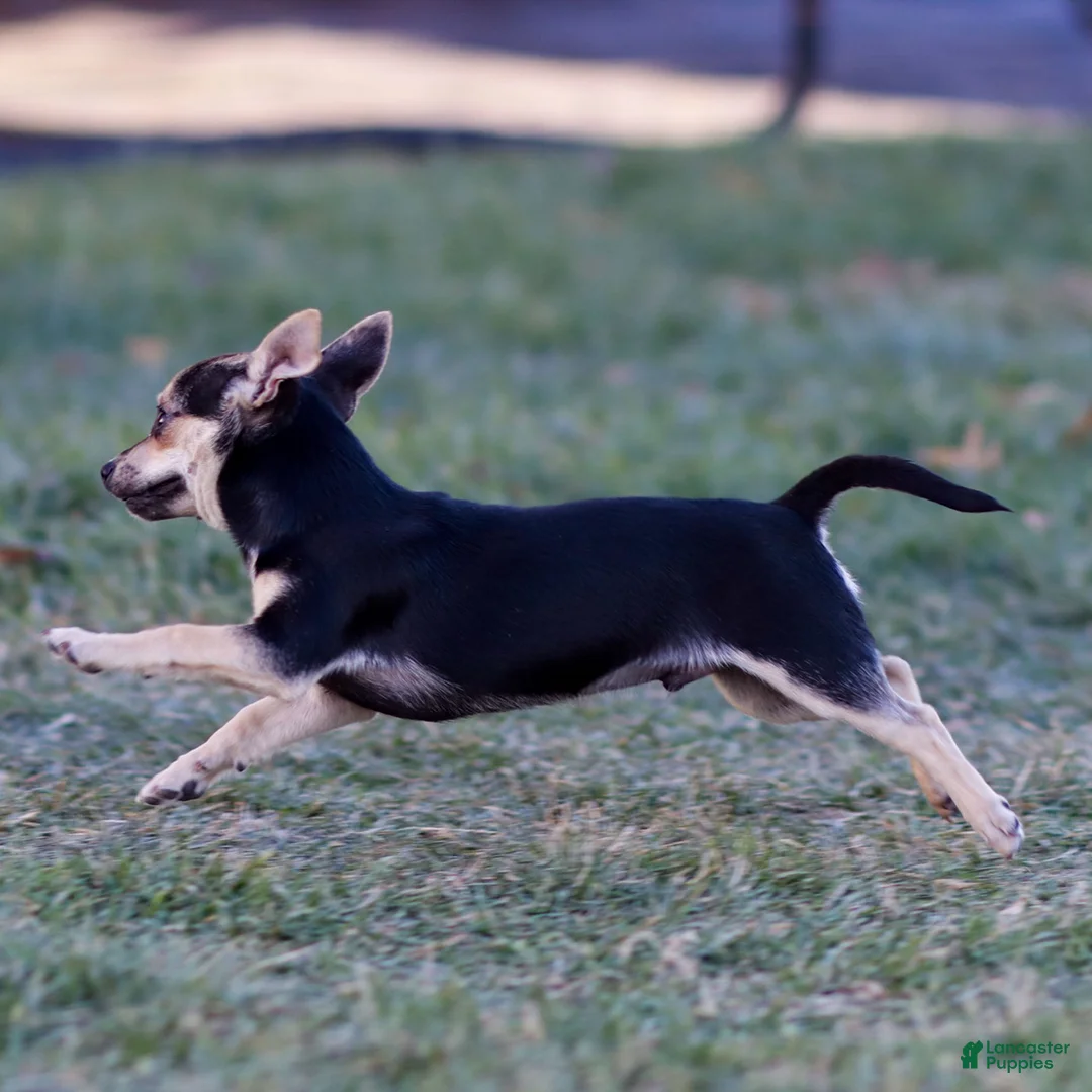 Chihuahua dogs for sale: Phoenix - Ad 9