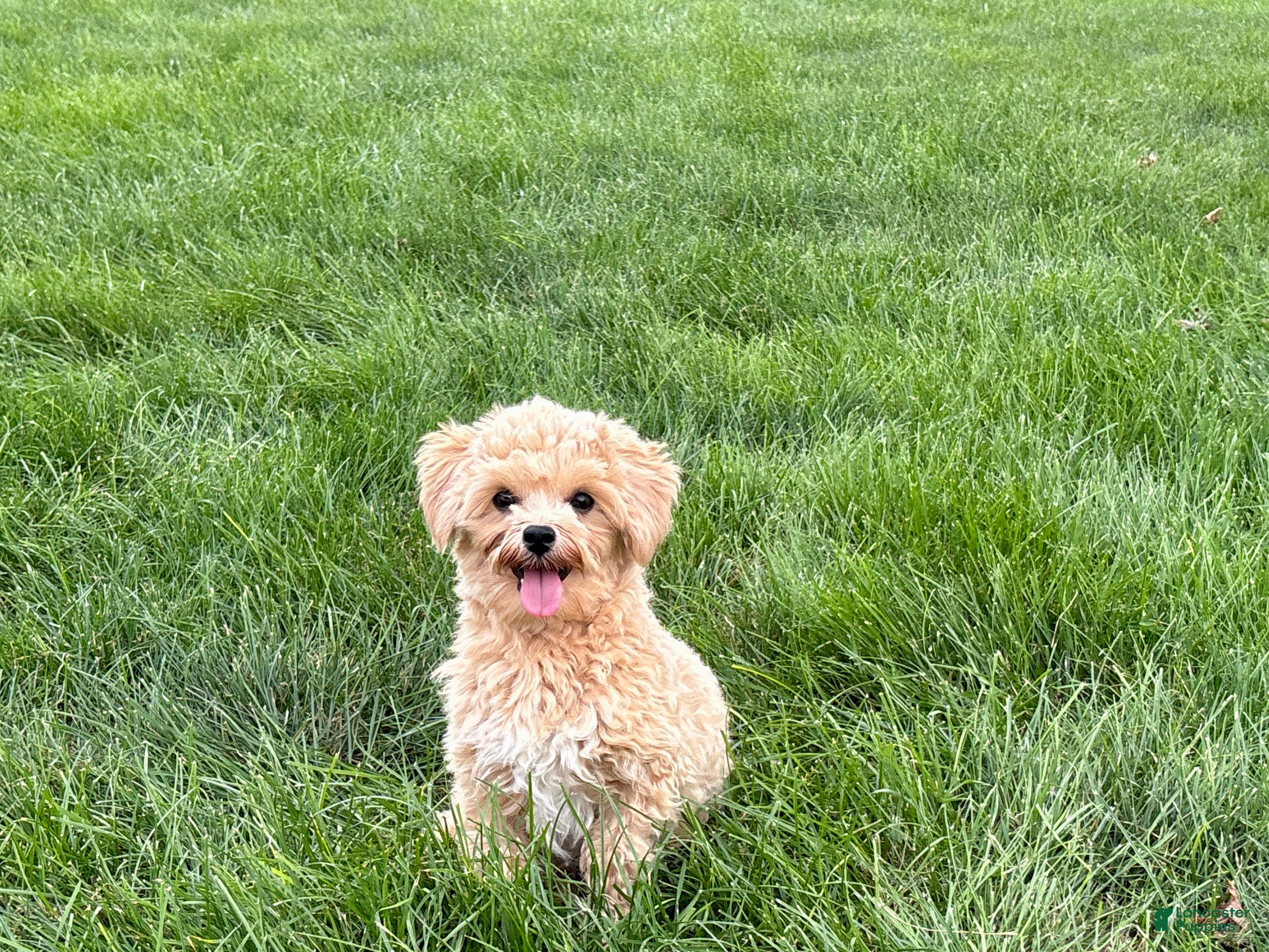 Maltipoo dogs Tiny - Ad 1