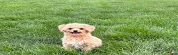 Maltipoo dogs for sale: Tiny - Ad 1