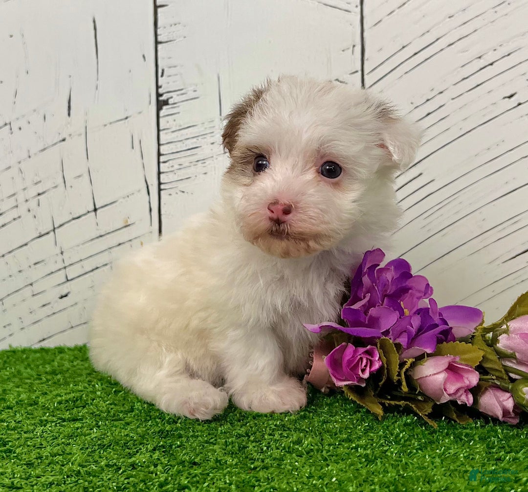 Havanese dogs for sale: Rita - Ad 5