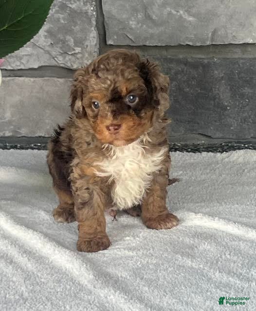 Aussiedoodle dogs Trifle Mini Aussiedoodle  - Ad 1