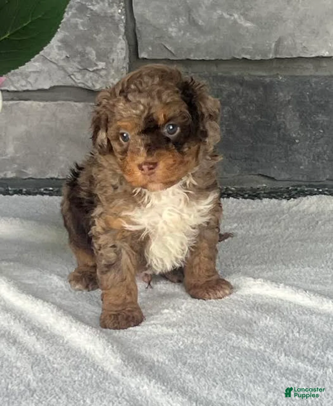 Aussiedoodle dogs for sale: Trifle Mini Aussiedoodle  - Ad 1