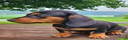 Miniature Dachshund dogs for sale: Izzie - Ad 5