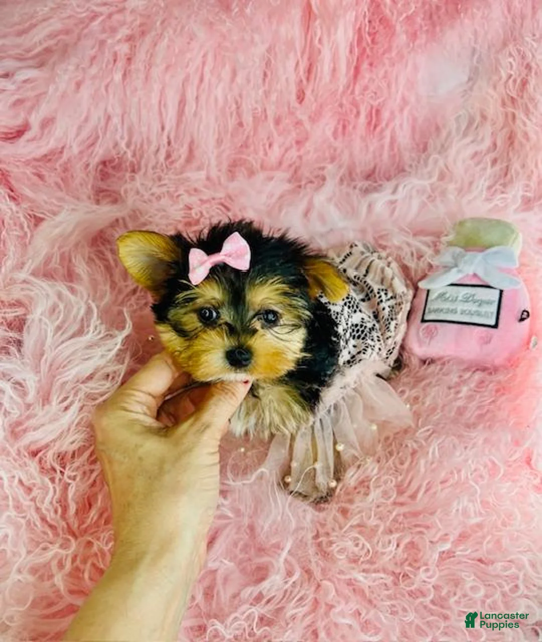 Yorkshire Terrier dogs for sale: Yorkshire Terrier Puppy 1 - Ad 4