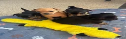 Chihuahua dogs for sale: Chihuahua 3 - Ad 6