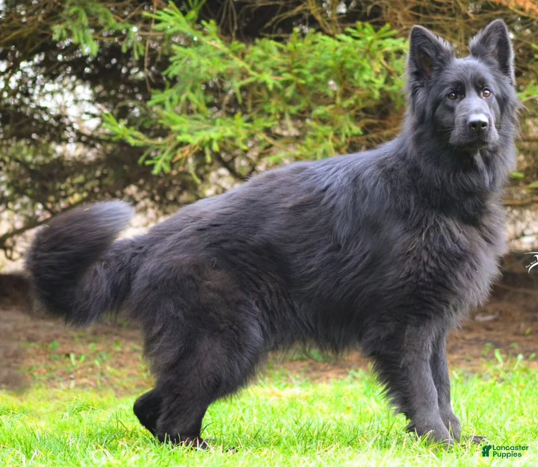 German Shepherd dogs for sale: Stormi - Ad 12