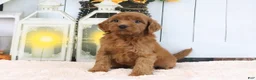 Mini Goldendoodle dogs for sale: Lacy - Ad 4