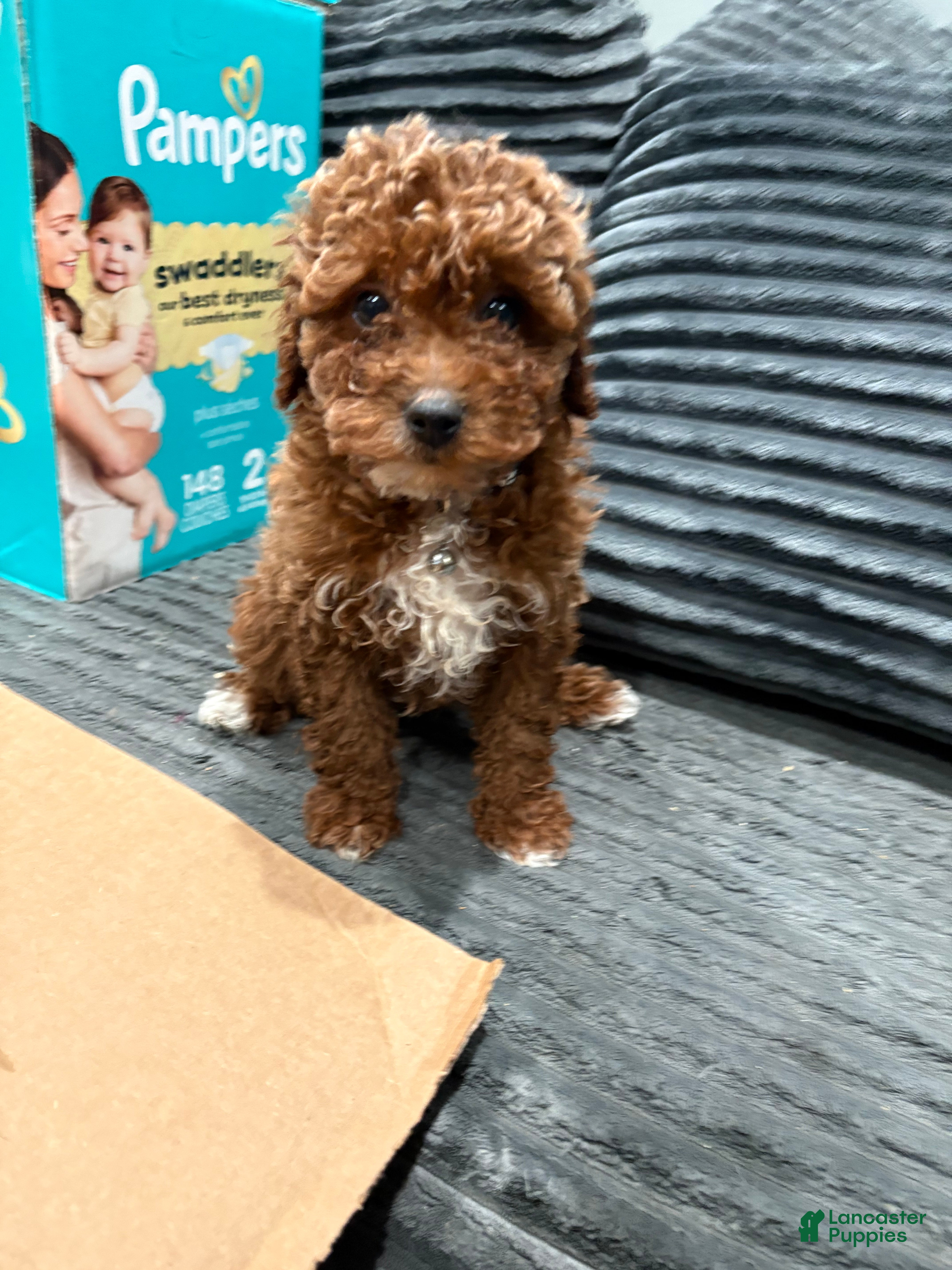 Toy Poodle dogs Toy Poodle Puppy 2 - Ad 1
