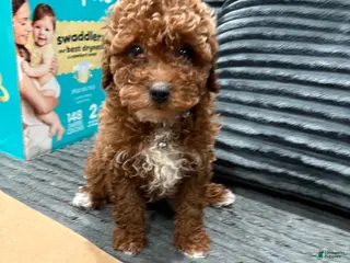 Toy Poodle dogs for sale: Toy Poodle Puppy 2 - Ad 4