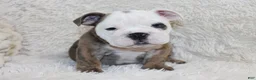 English Bulldog dogs for sale: Curry - Ad 8