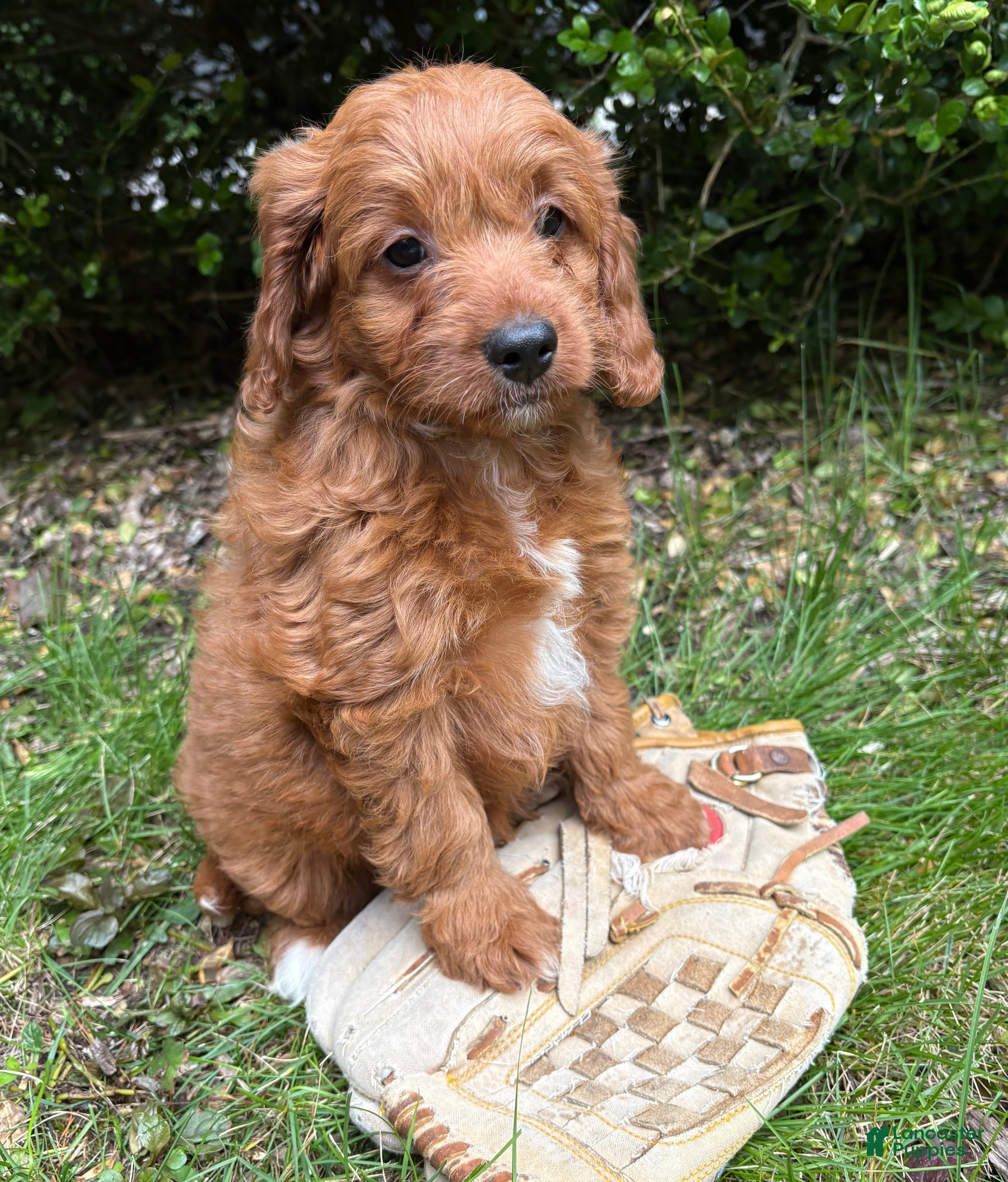 Goldendoodle dogs Arielle - Ad 2