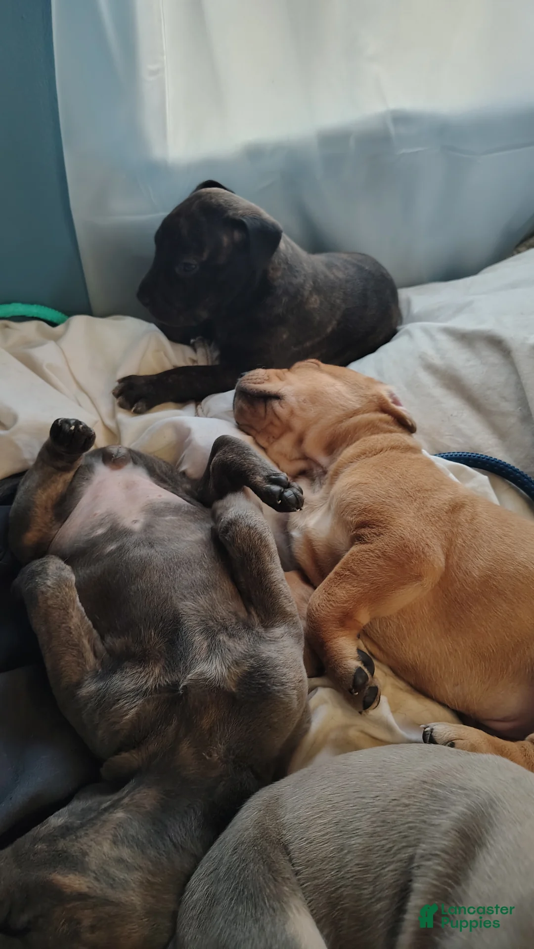 Mixed Breed dogs for sale: Lucky  - Ad 2