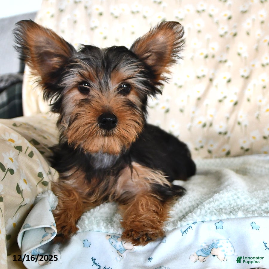 Yorkshire Terrier dogs Peter - Ad 4