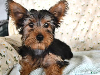 Yorkshire Terrier dogs Peter - Ad 19