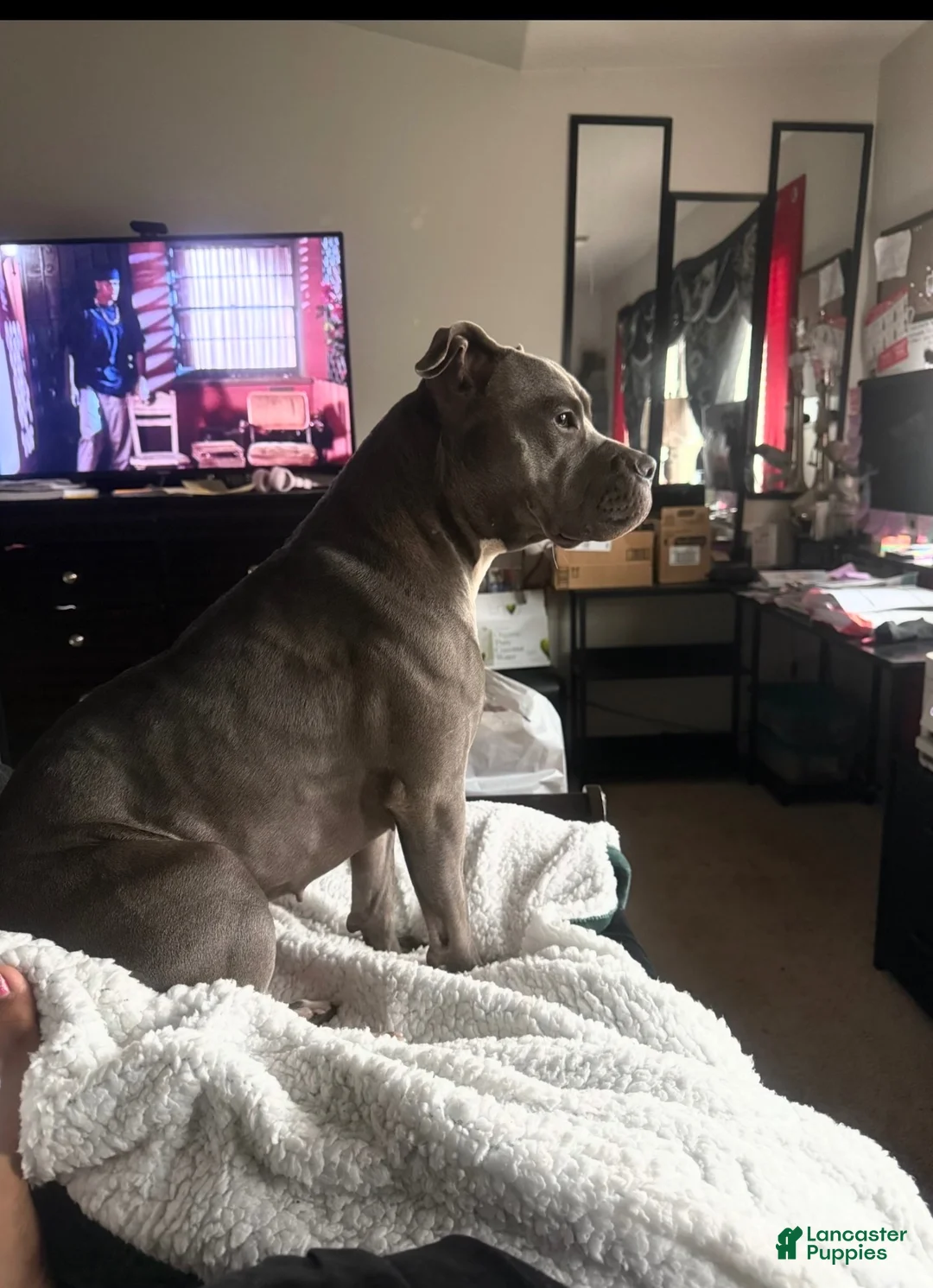 American Bully dogs for sale: American Bully 9 - Ad 4