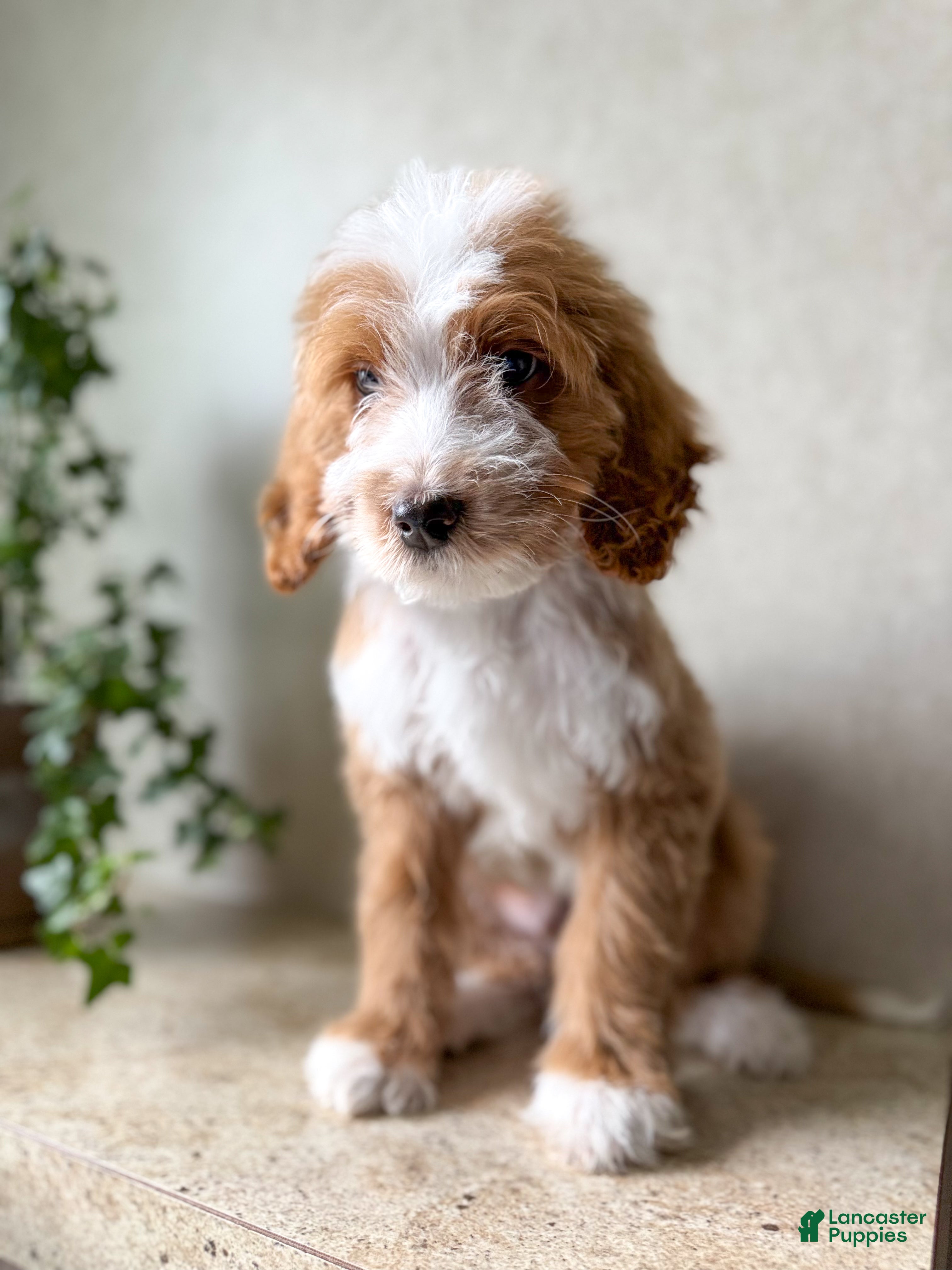Goldendoodle dogs Rowan - Ad 2