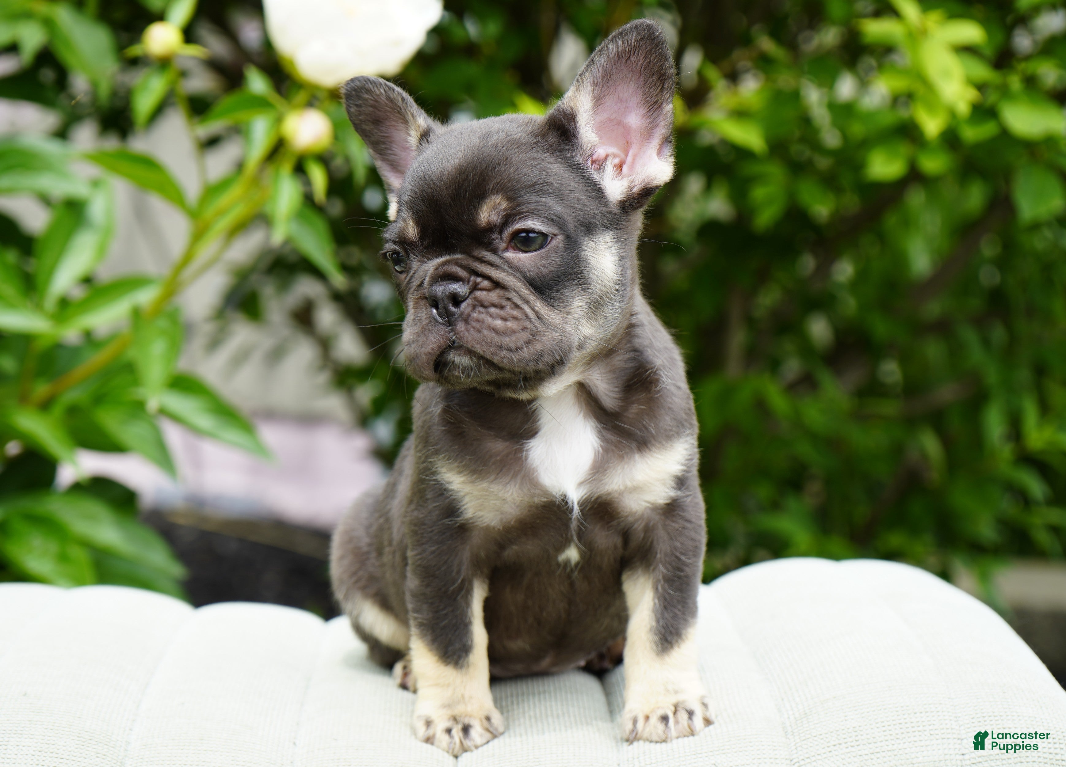 French Bulldog dogs Mochi - Ad 2