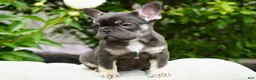 French Bulldog dogs for sale: Mochi - Ad 7