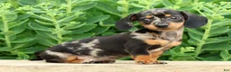 Miniature Dachshund dogs for sale: Jewel - Ad 8