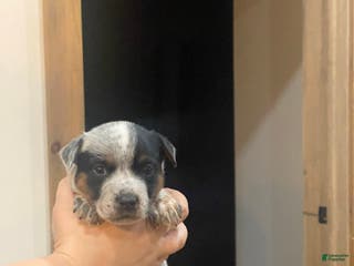 Australian Cattle Dog dogs Gunnar - Ad 40