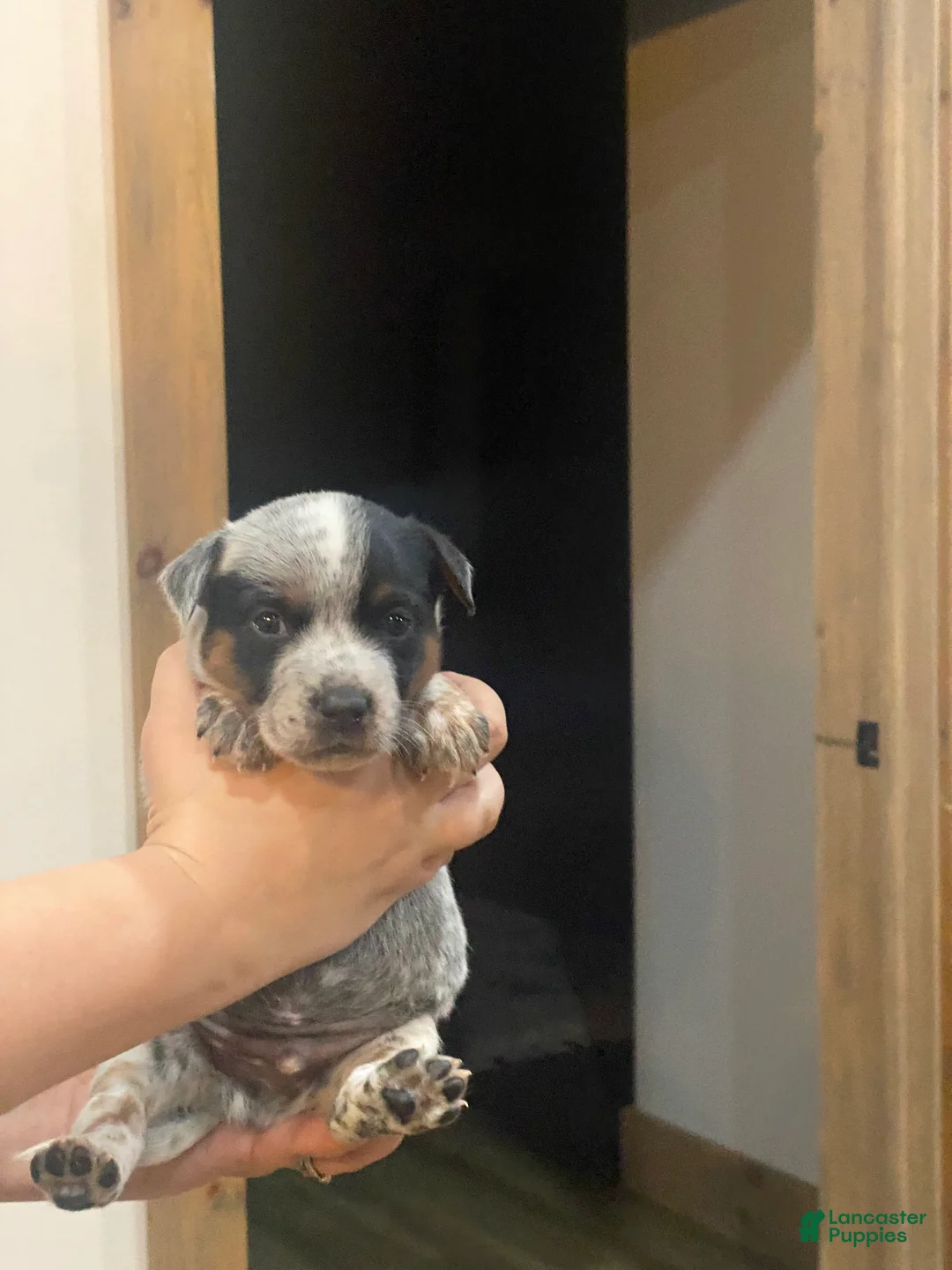 Australian Cattle Dog dogs for sale: Gunnar  - Ad 1